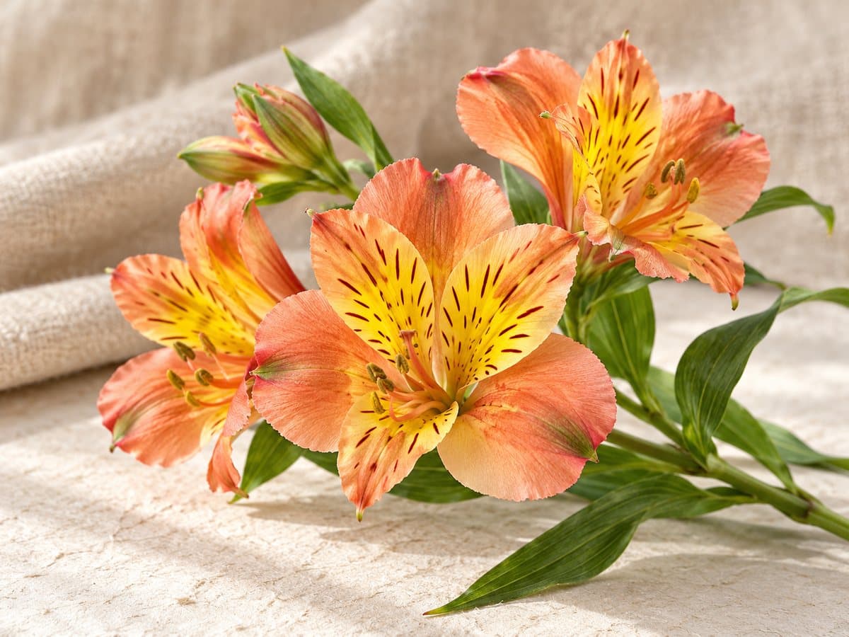 Alstroemeria